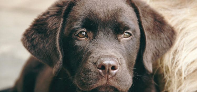 a Lab Weigh at 6 Months