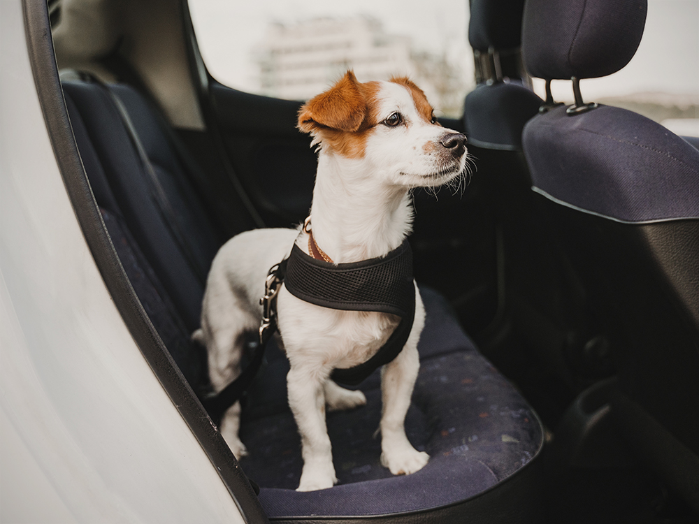 How to Safely Transport Your Dog in a Car Without a Crate