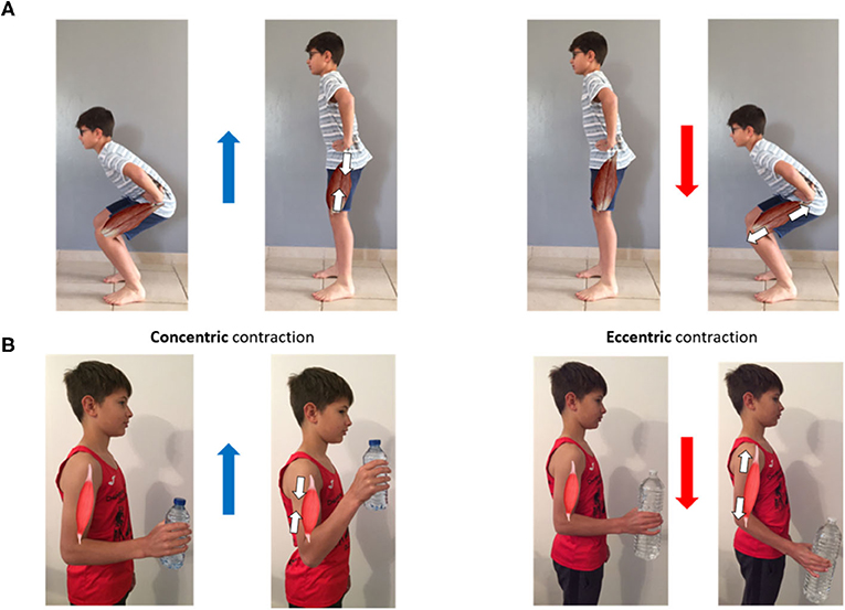 Squat Eccentric Vs Concentric: Key to Maximizing Muscle Growth