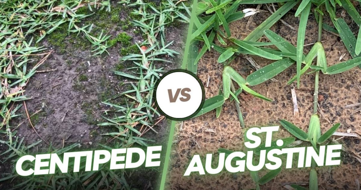 Centipede Grass Vs St Augustine