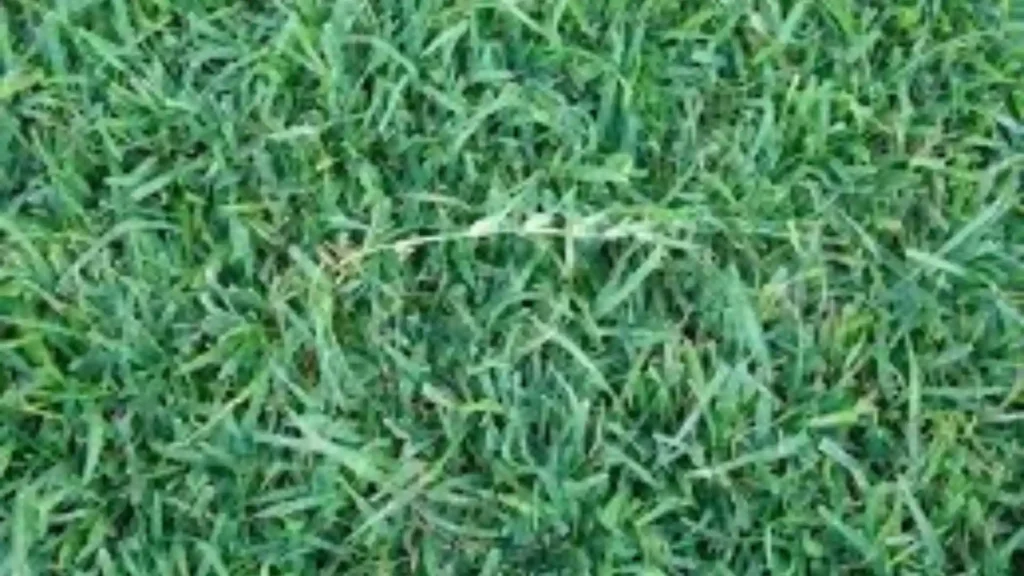 Centipede Grass Vs St Augustine