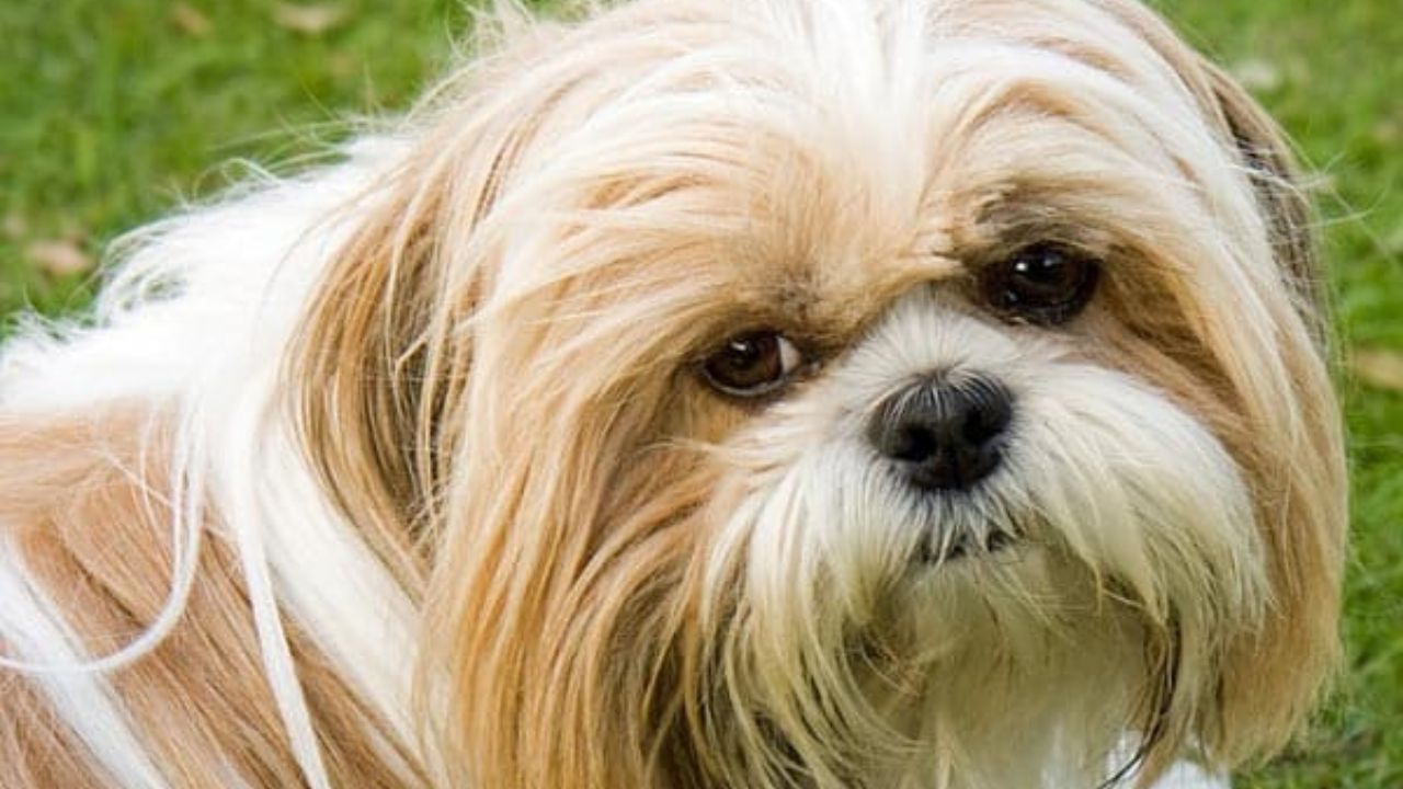 How to Get a Shiny Coat on a Dog