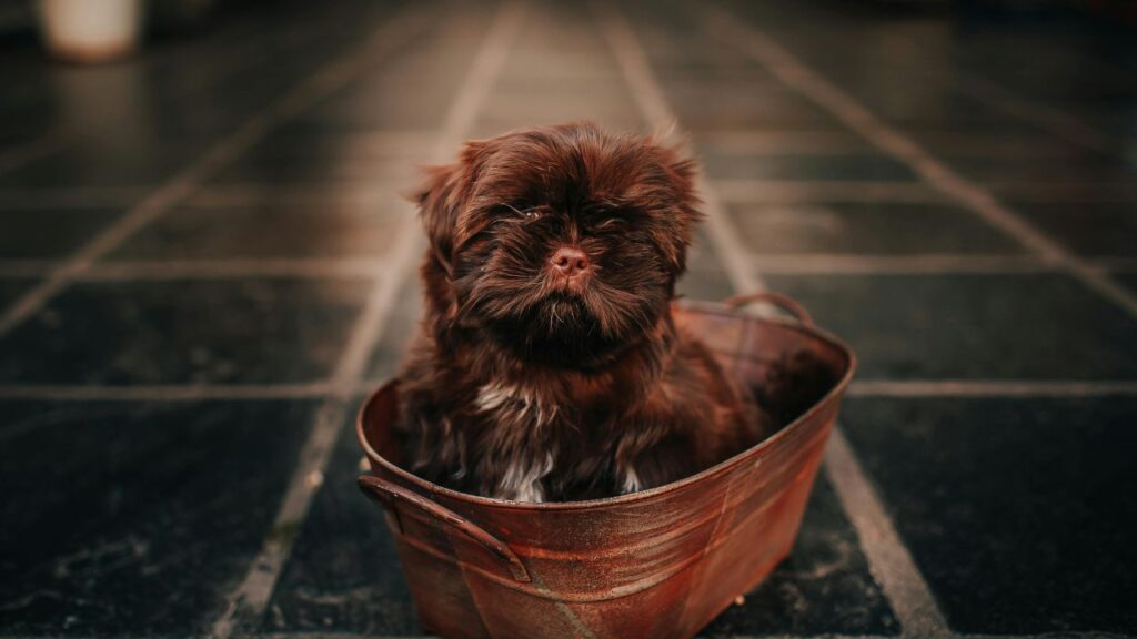 10-Week-Old Puppy's