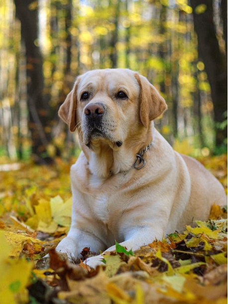 a 4-Month-Old Labrador Weigh