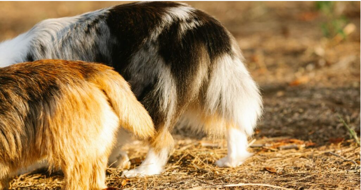 Start with the Basics: Why Your Dog’s Coat Looks Dull
