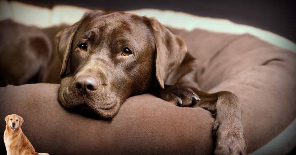  4-Month-Old Labrador Weigh