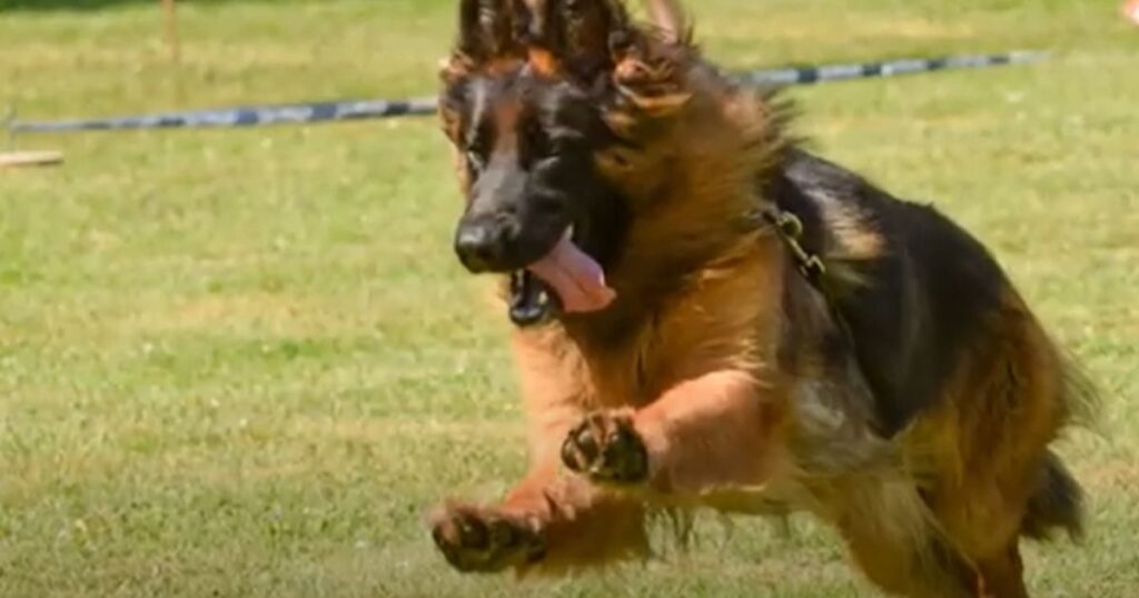 a Shiny Coat on a Dog