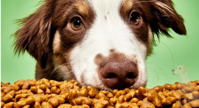 Dry Dog Food Good for