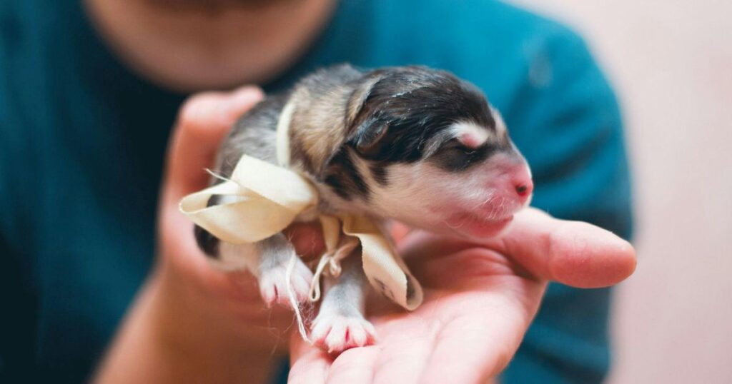 Weight of Newborn Puppies