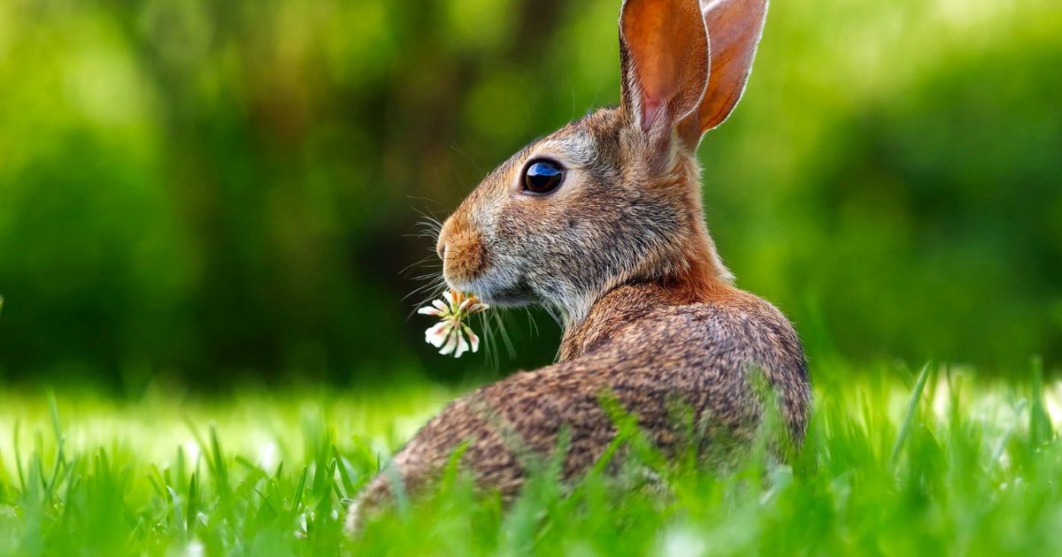 Food Digest in a Rabbit