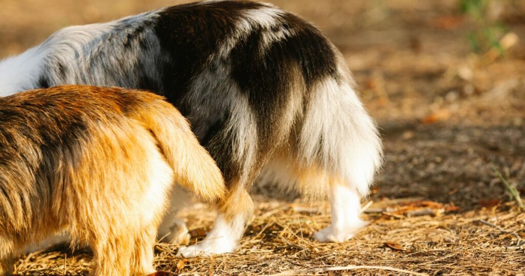 a Shiny Coat on a Dog