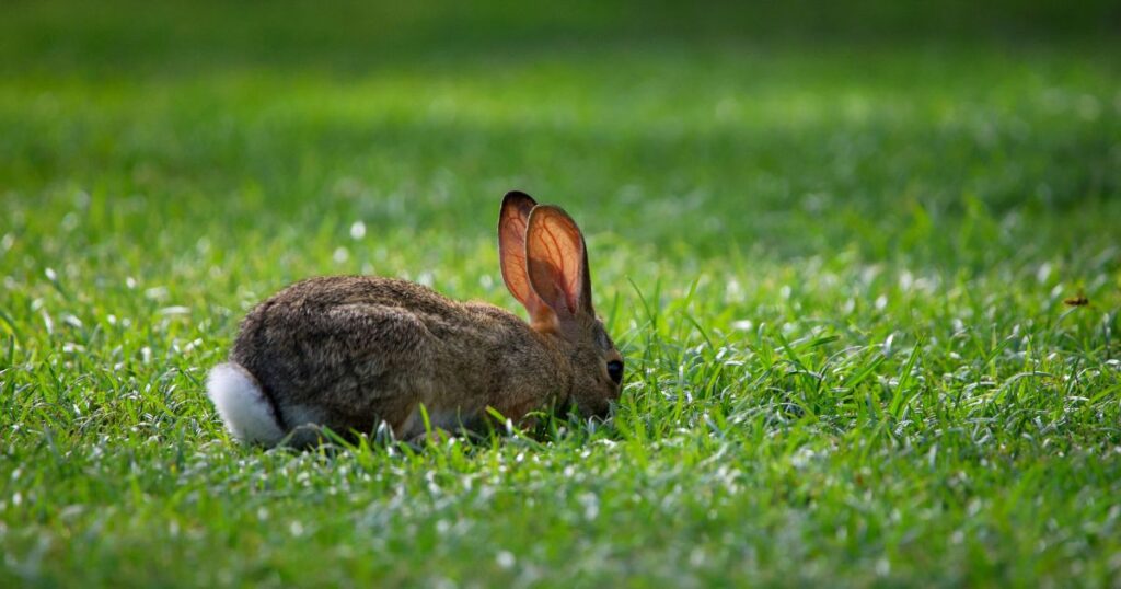 Food Digest in a Rabbit