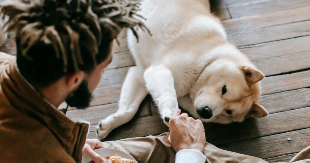 Chicken And Rice to Feed Dog