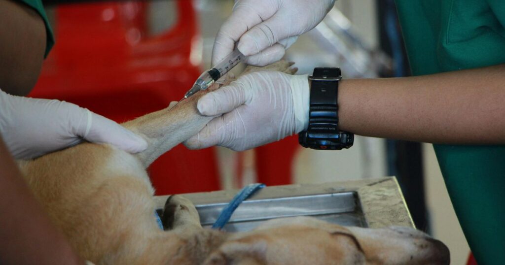 Dog to Drink Water After Surgery