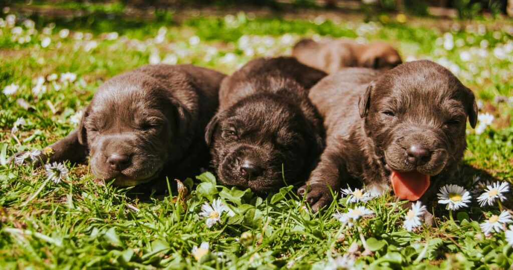 Puppies to Open Their Eyes