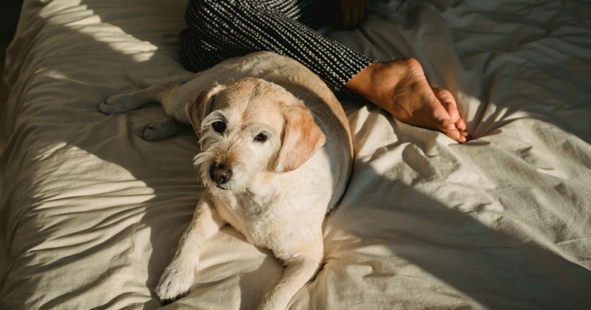 How Do I Stop My Dog from Destroying His Bed