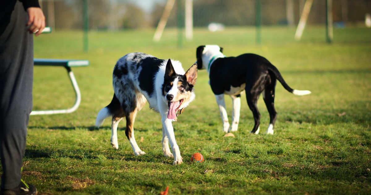 Dog to Ignore Other Dogs