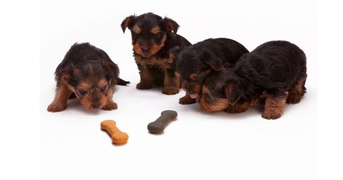 How Long After Last Vaccination Can Puppies Explore Safely?