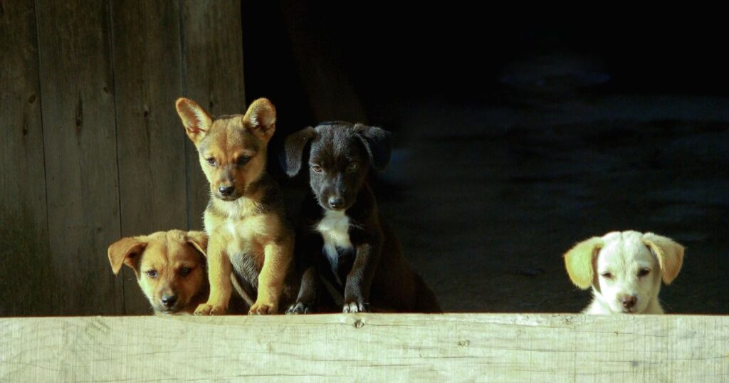 How Long After Last Vaccination Can Puppies Explore Safely?